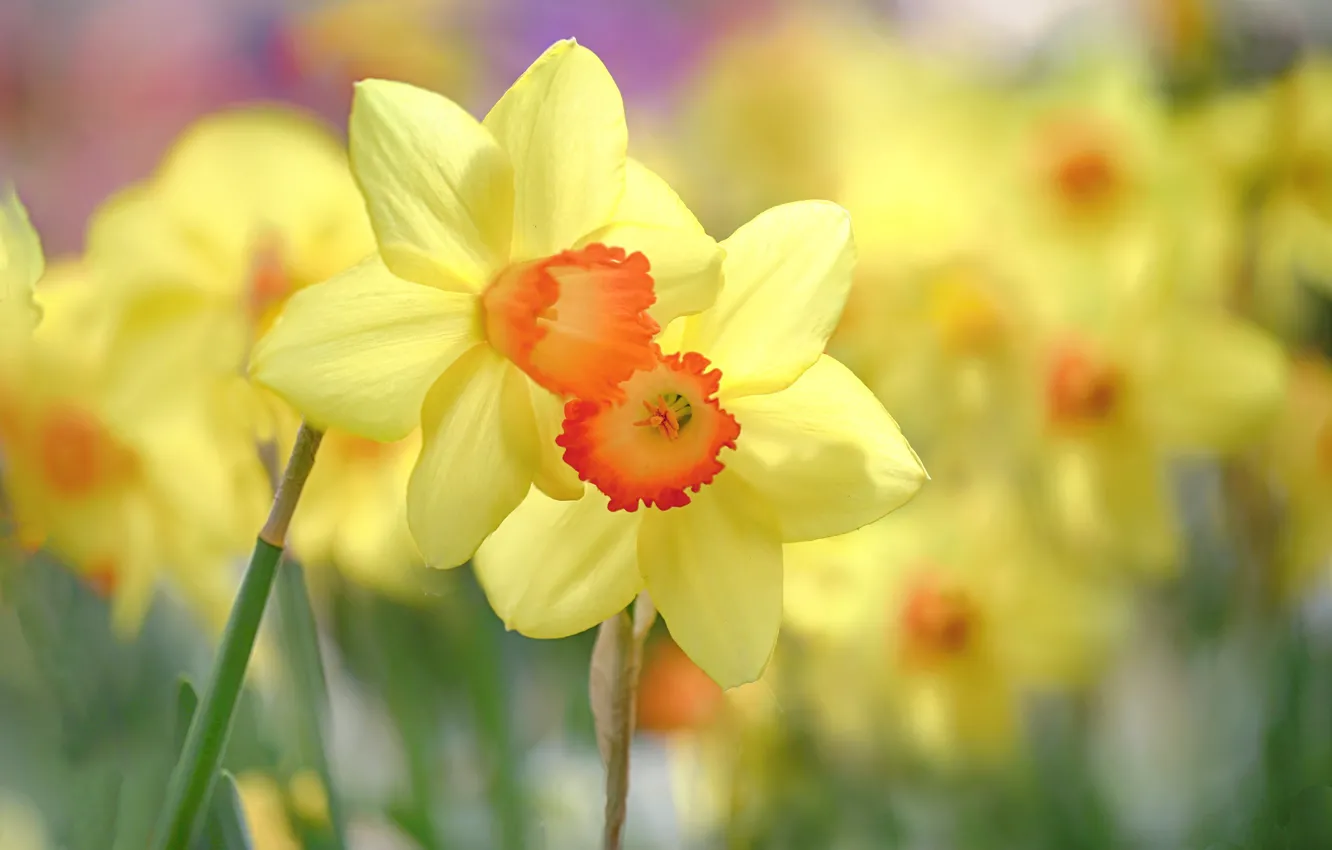 Photo wallpaper flowers, yellow, spring, daffodils