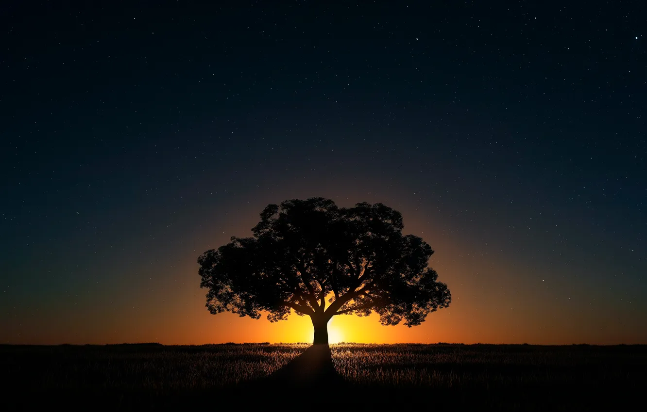 Photo wallpaper trees, nature, night, night sky, sunlight, plants, sunset glow