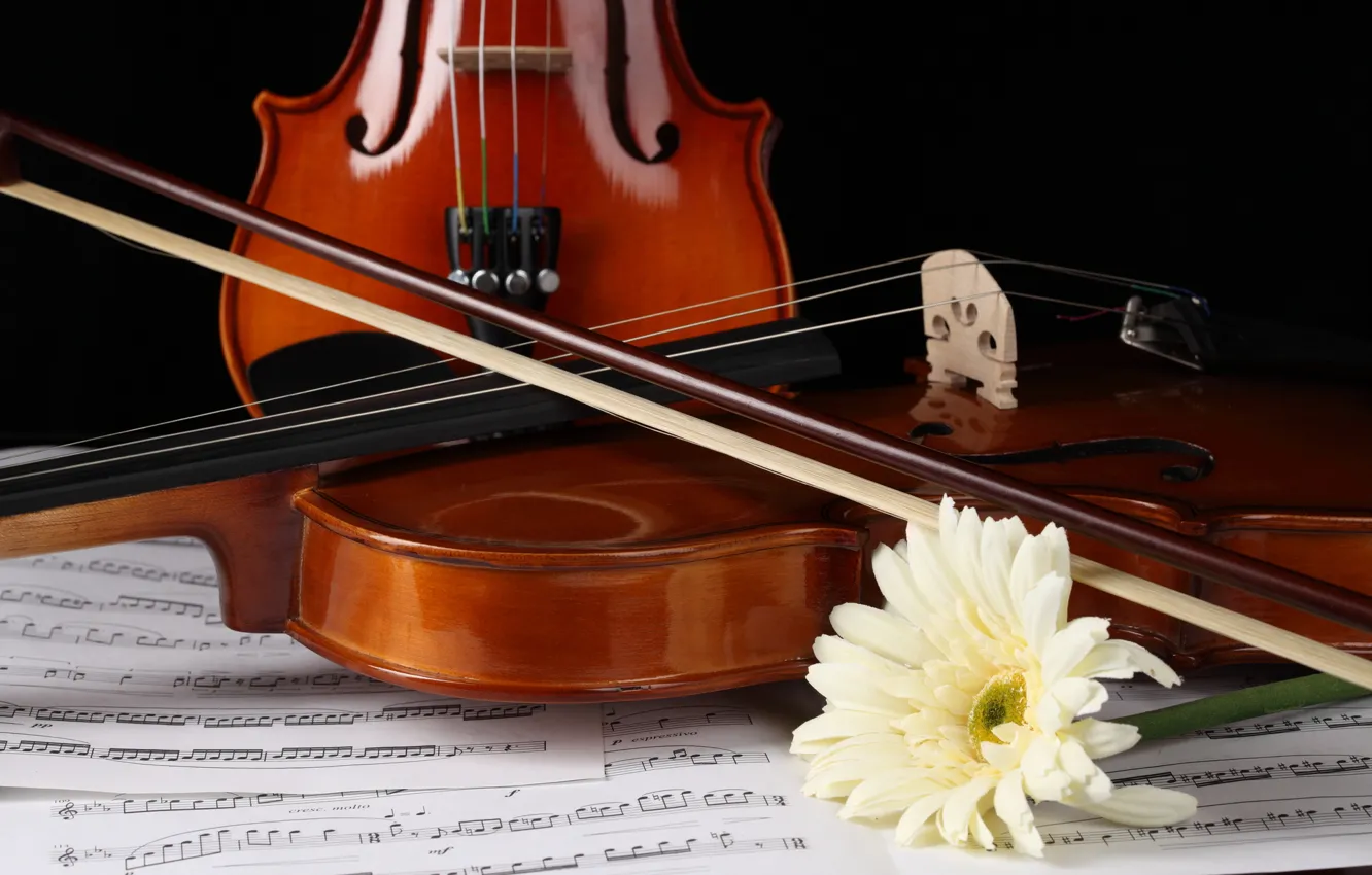 Photo wallpaper flower, notes, violin, gerbera