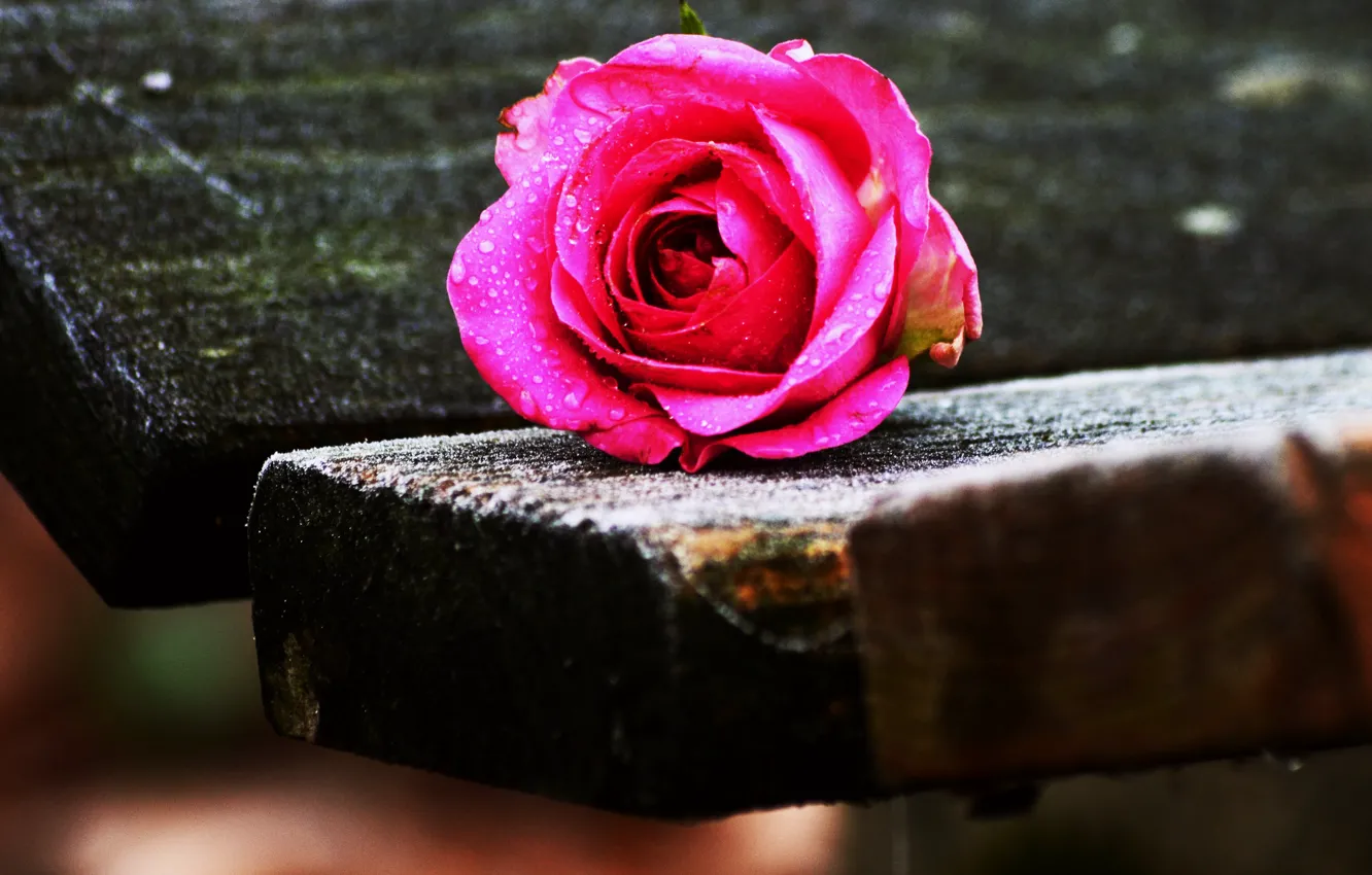 Photo wallpaper rose, wood, drops, bench