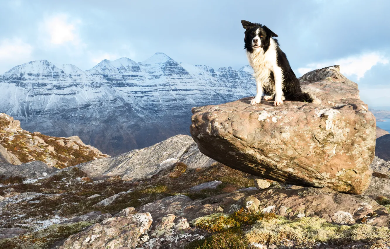 Photo wallpaper look, mountains, pose, stones, stone, dog, is, the border collie