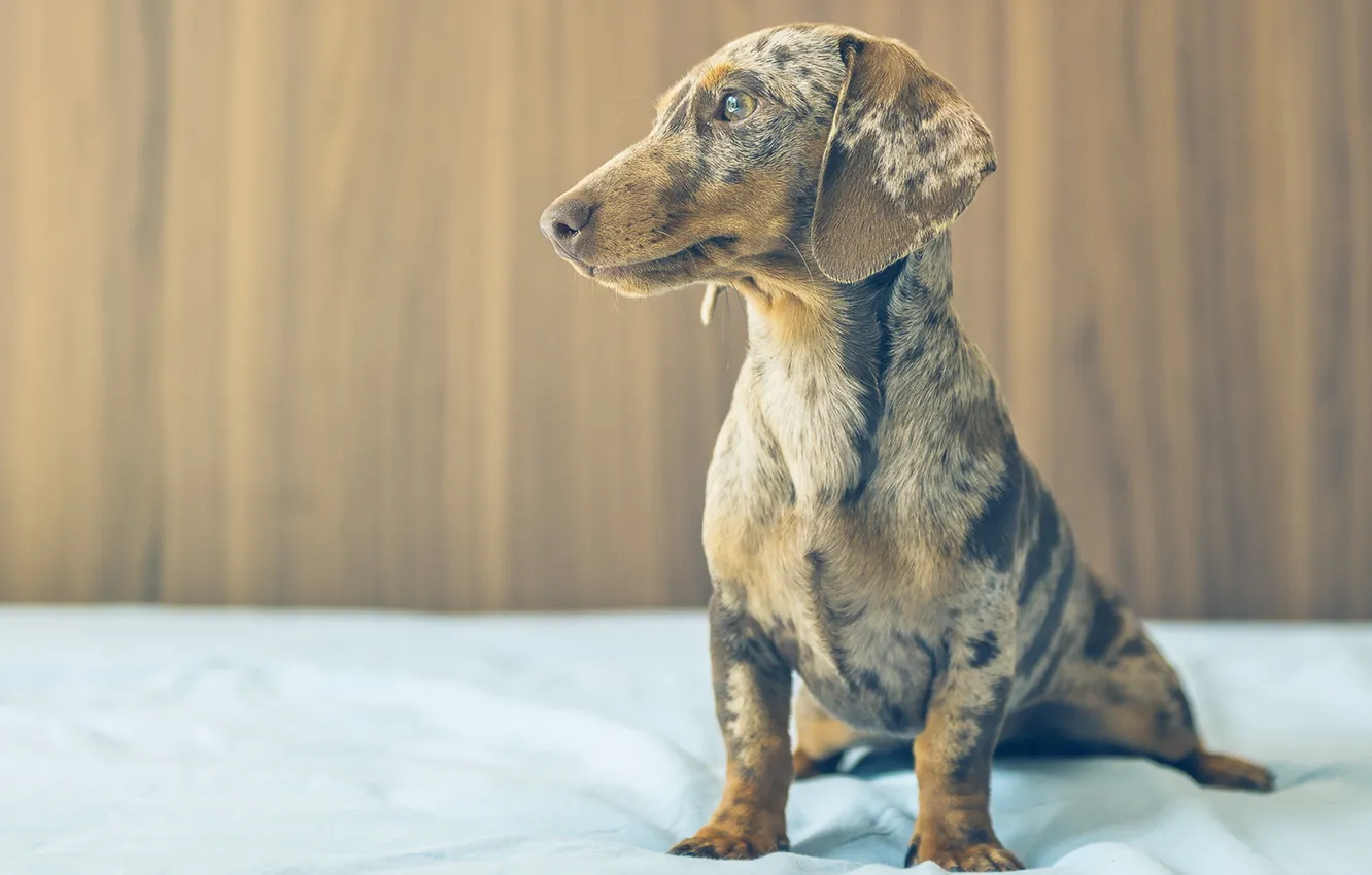 Photo wallpaper look, each, dog