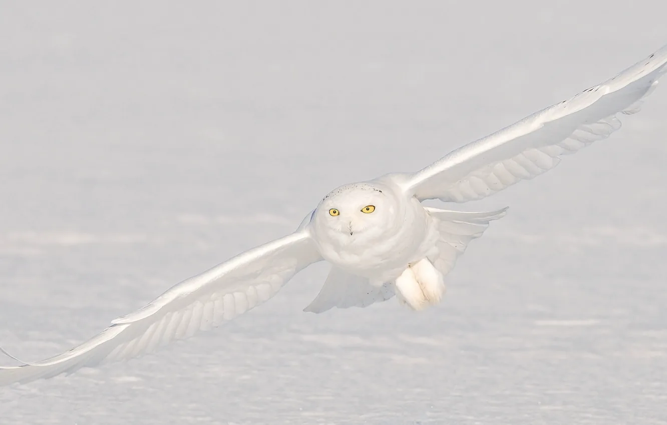 Photo wallpaper snow, owl, flight, polar
