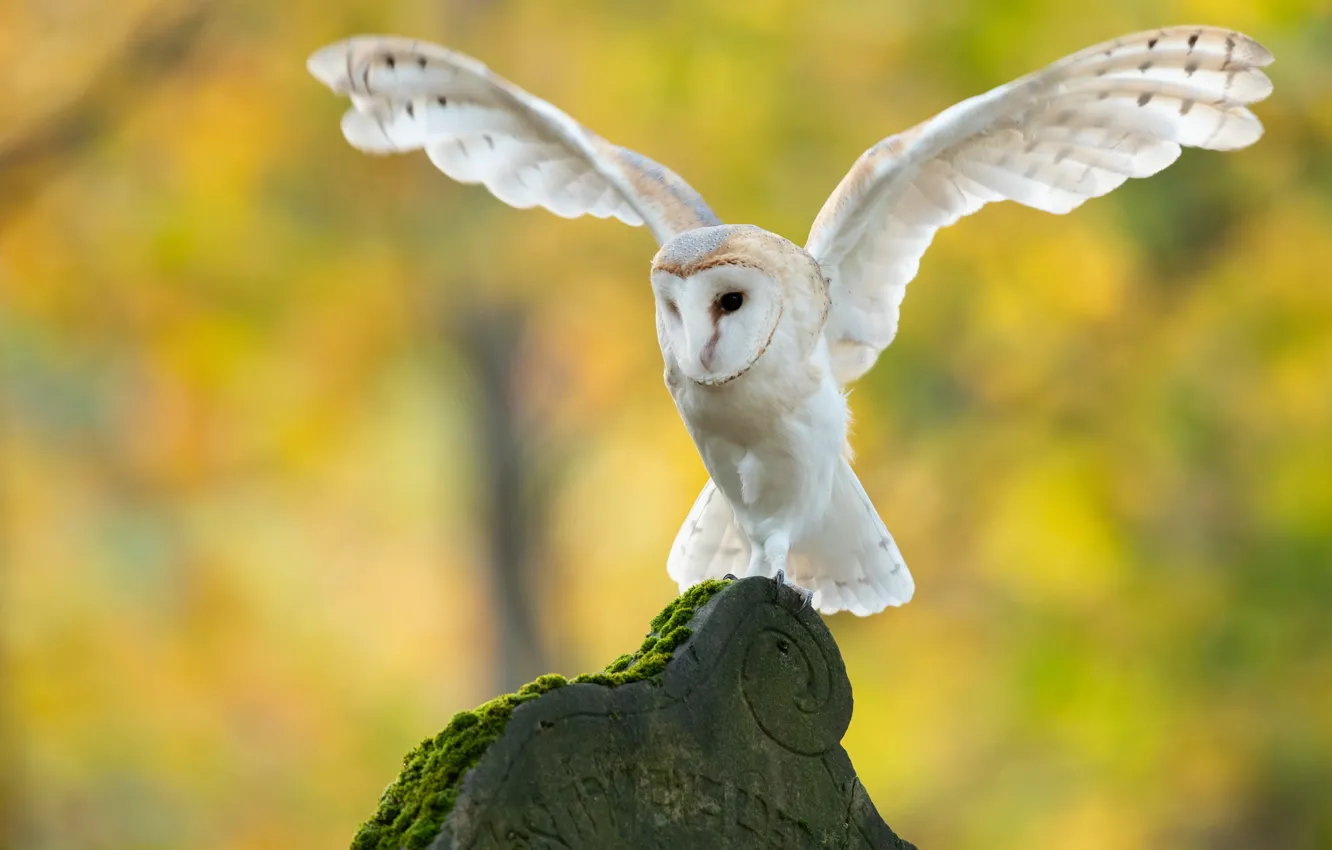 Photo wallpaper white, owl, bird, green background, the barn owl, wingspan