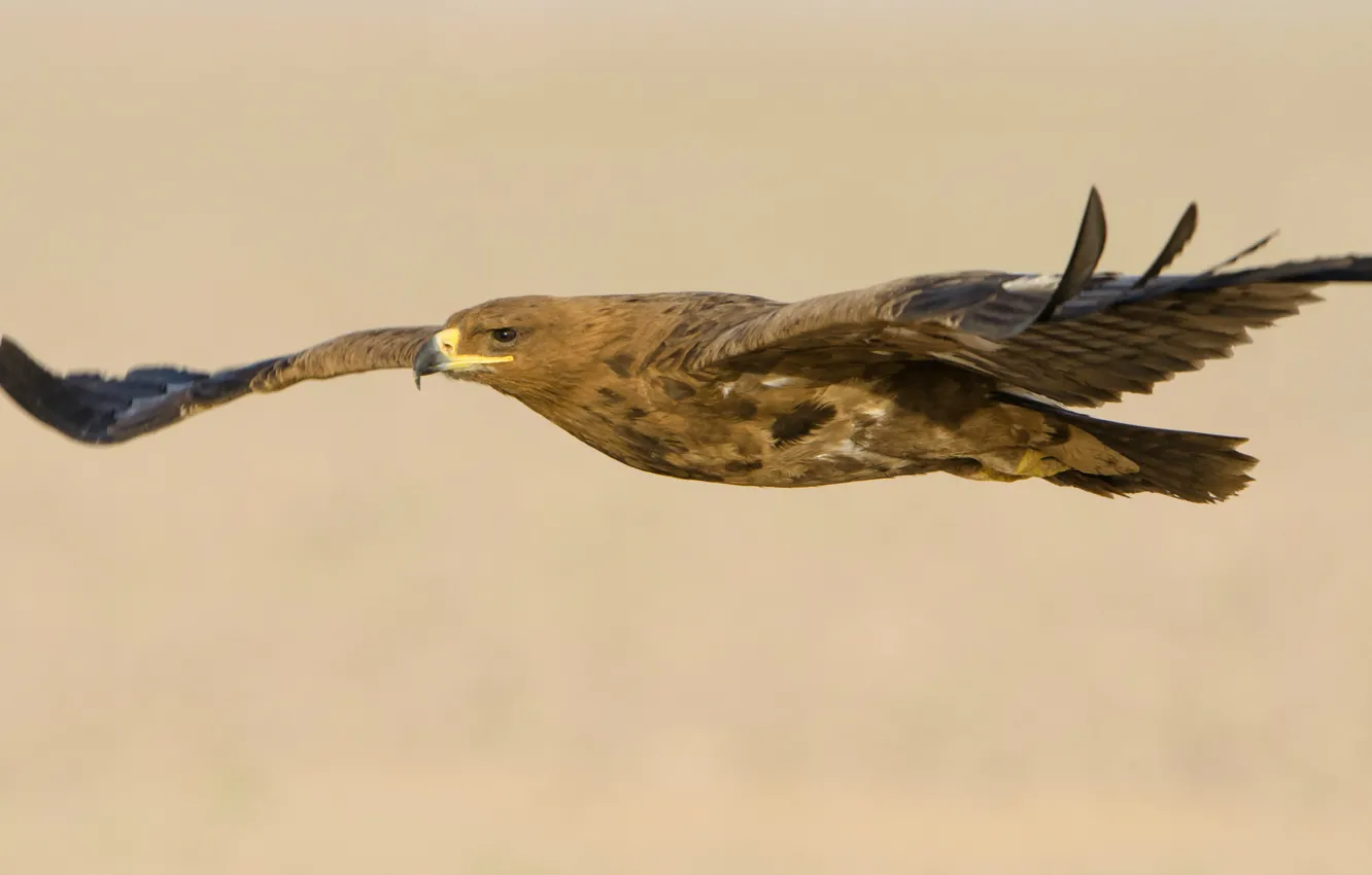 Photo wallpaper flight, bird, wings, predator, stroke, Steppe eagle