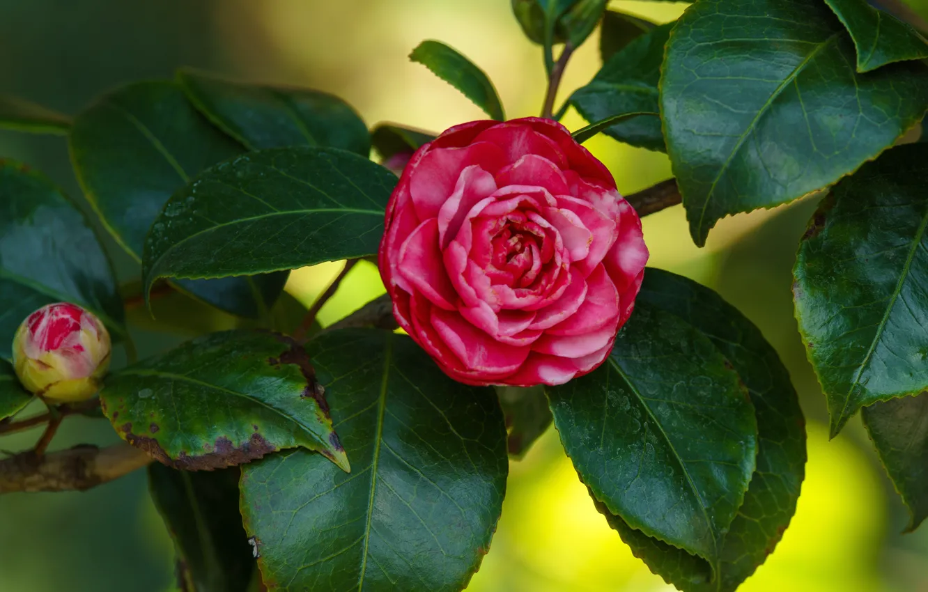 Photo wallpaper leaves, flowers, branches, red, Camellia