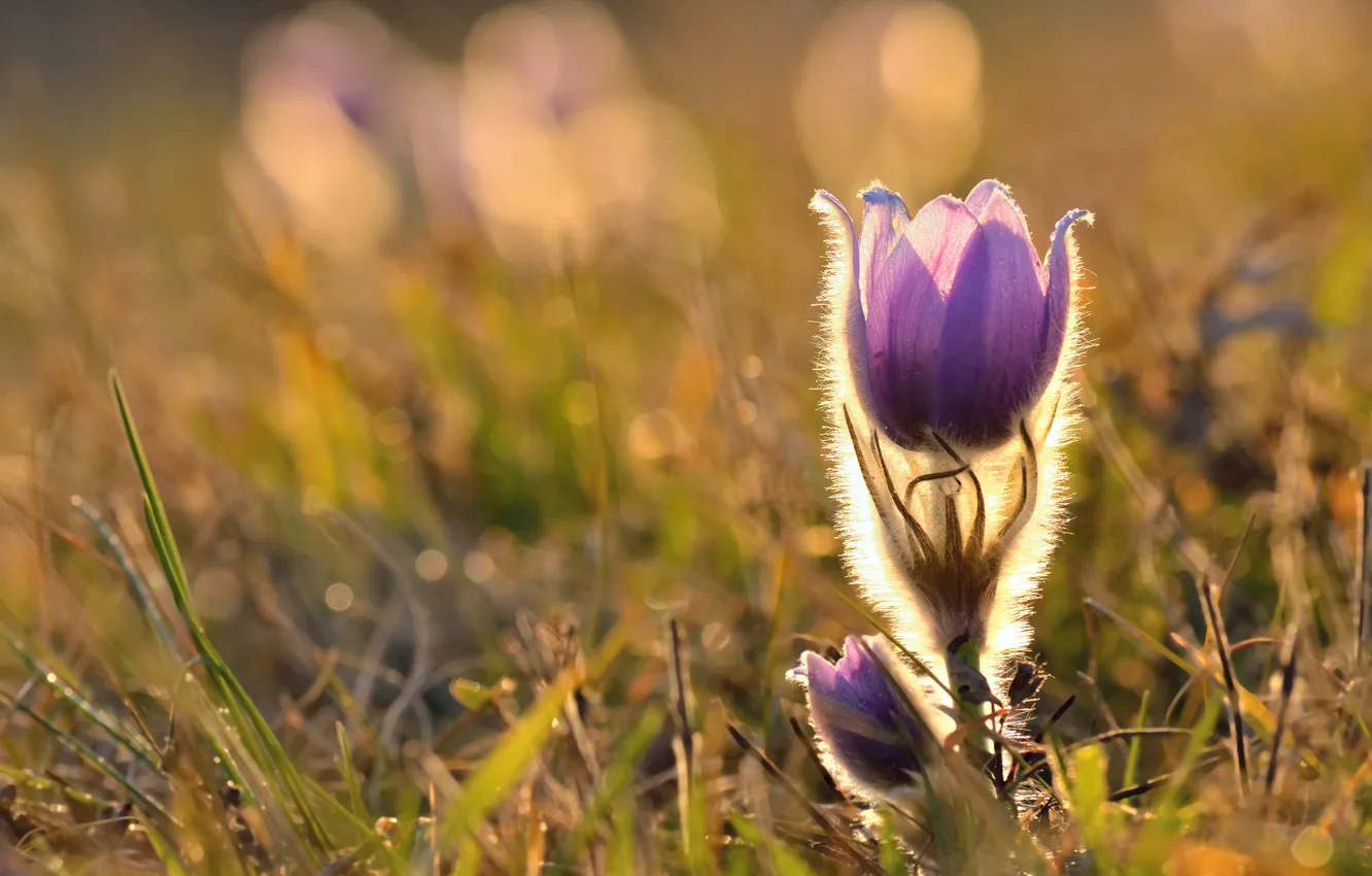 Photo wallpaper flowers, spring, cross