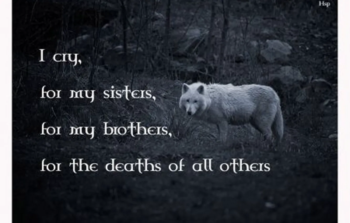 Photo wallpaper Predator, nature, animal, wolf, quotes, canis lupus, wildlife, wolf wisdom