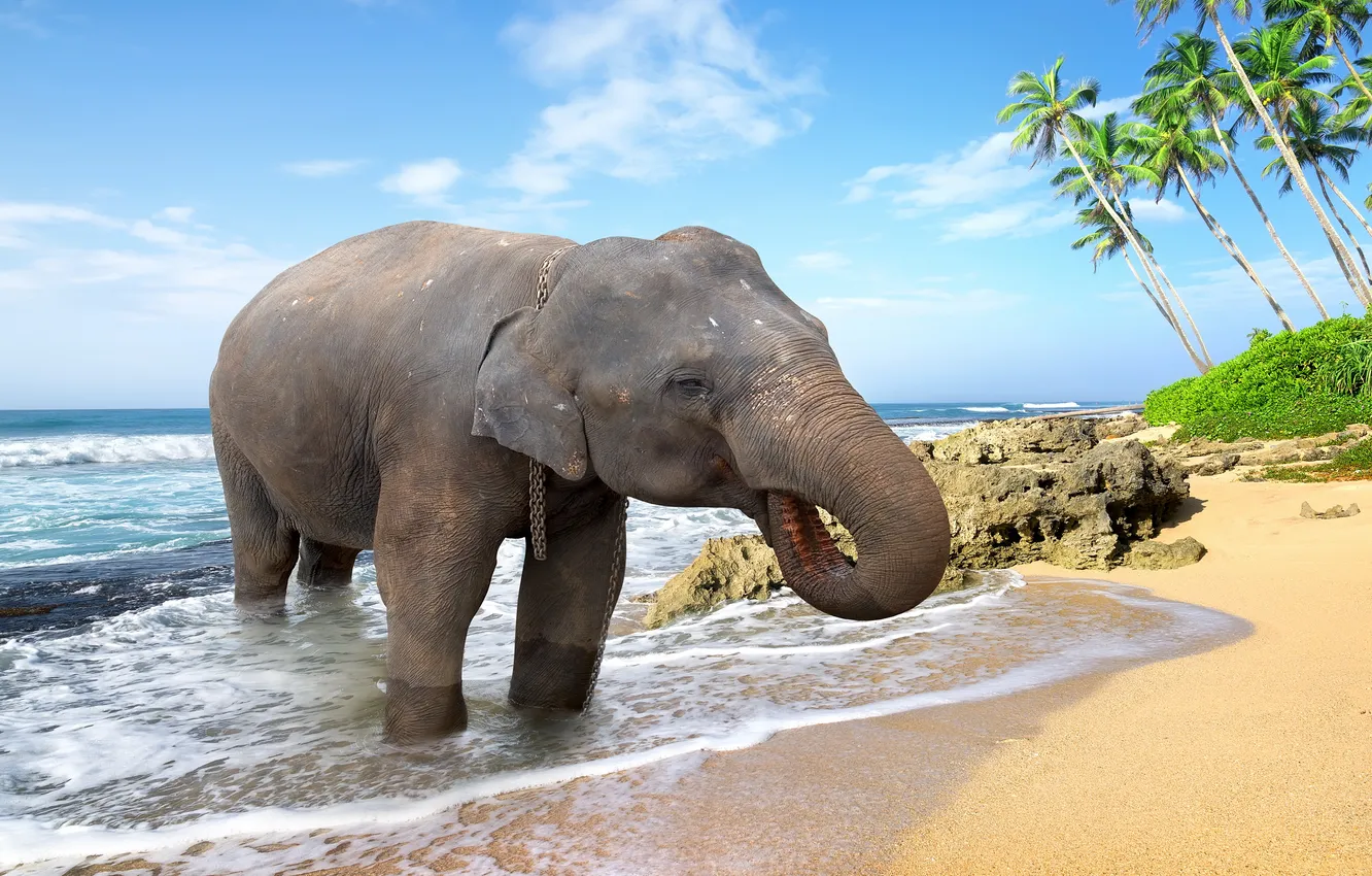 Photo wallpaper sand, sea, beach, palm trees, shore, elephant, beach, sea