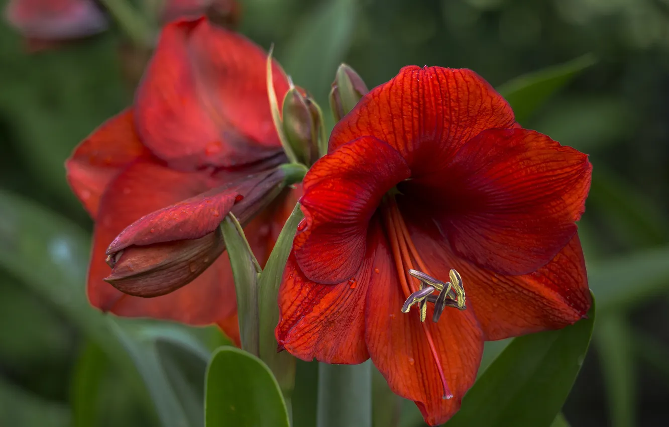 Photo wallpaper macro, red, Amarilis, there