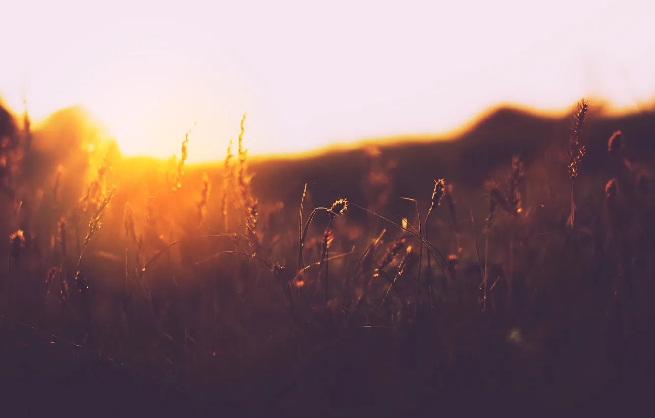 Photo wallpaper field, grass, sunset