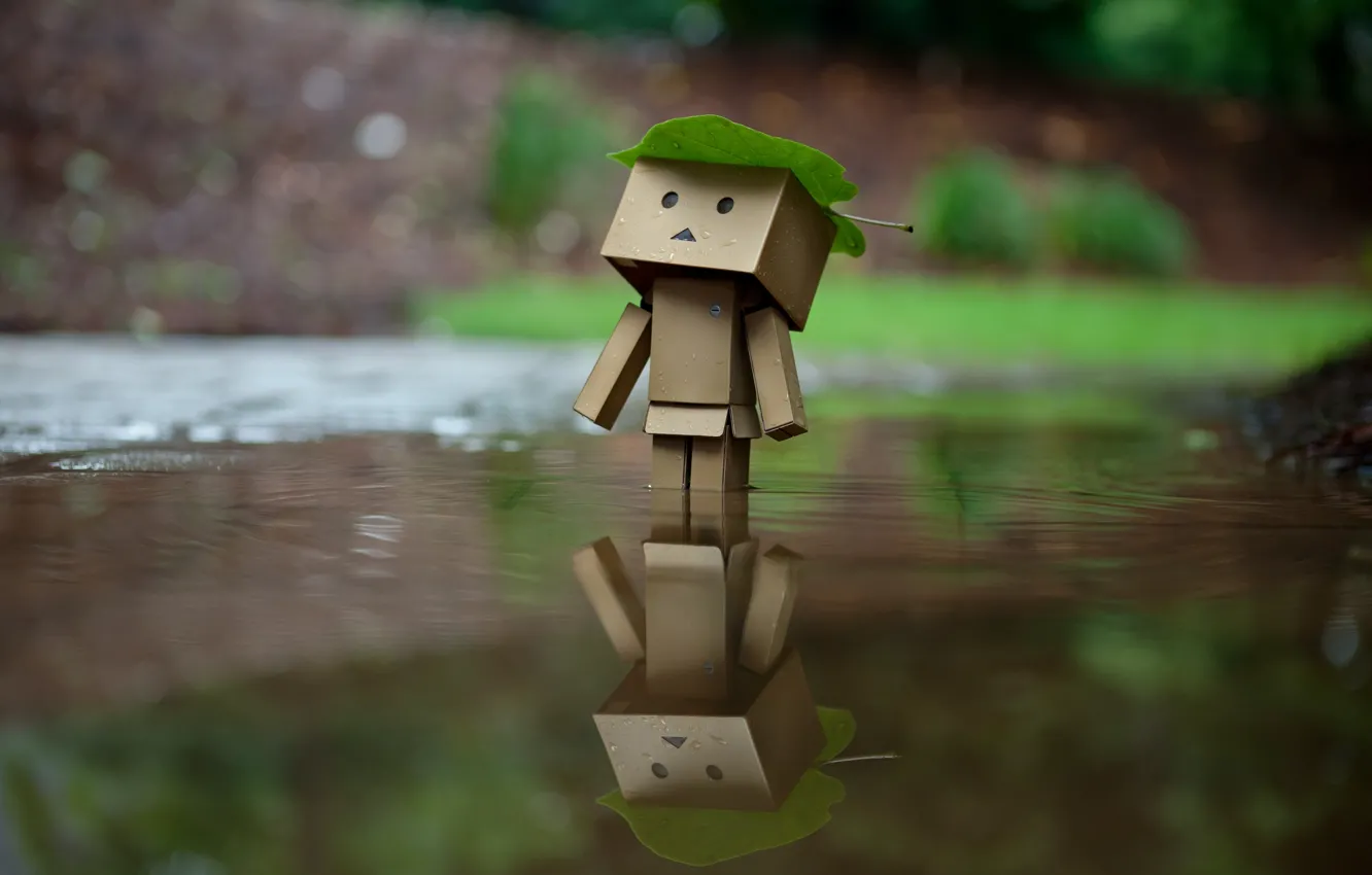 Photo wallpaper leaves, water, reflection, rain, box, danbo, amazon
