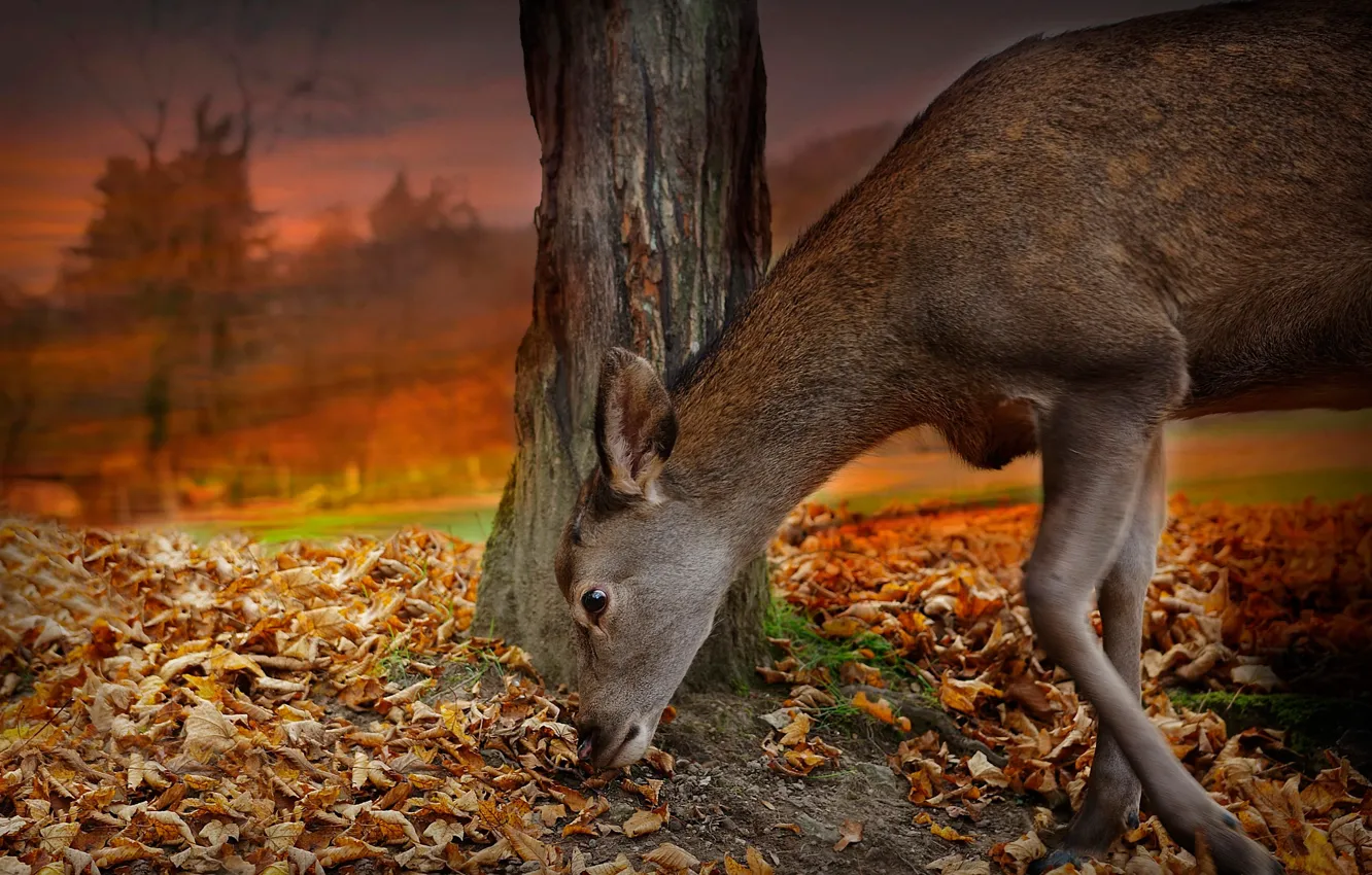 Photo wallpaper autumn, leaves, trees, the evening, deer