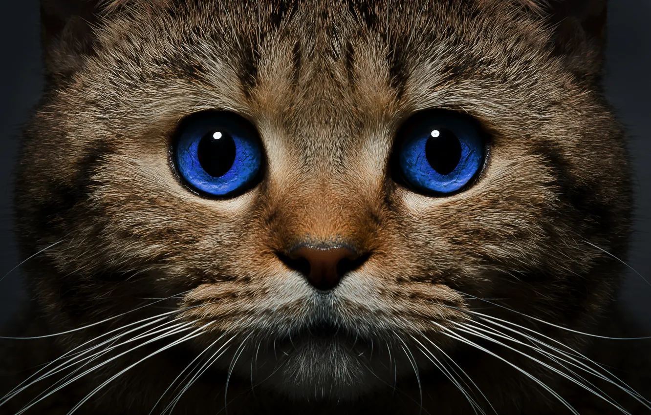 Photo wallpaper cat, cat, mustache, look, face, blue eyes