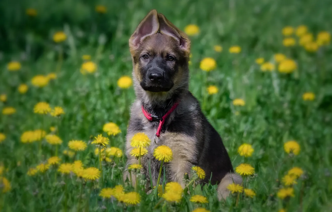 Photo wallpaper flowers, dog, meadow, puppy, dandelions, German shepherd