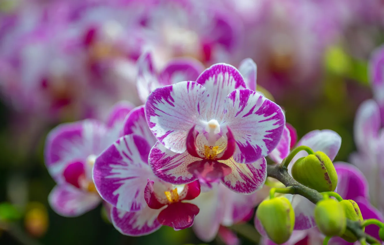 Photo wallpaper branch, flowering, Orchid