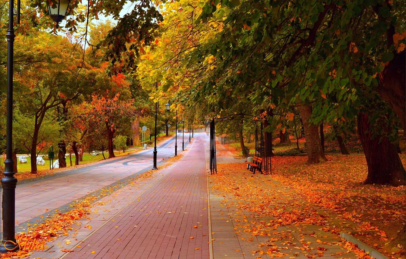 Photo wallpaper Road, Autumn, Trees, Bench, Lights, Park, Fall, Foliage