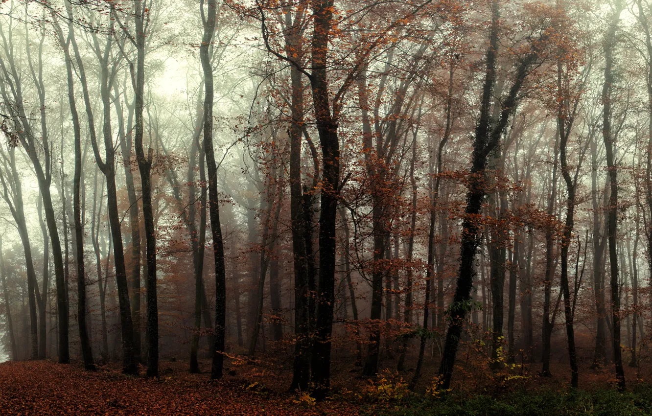 Photo wallpaper forest, trees, fog, trail, Autumn, forest, trees, autumn
