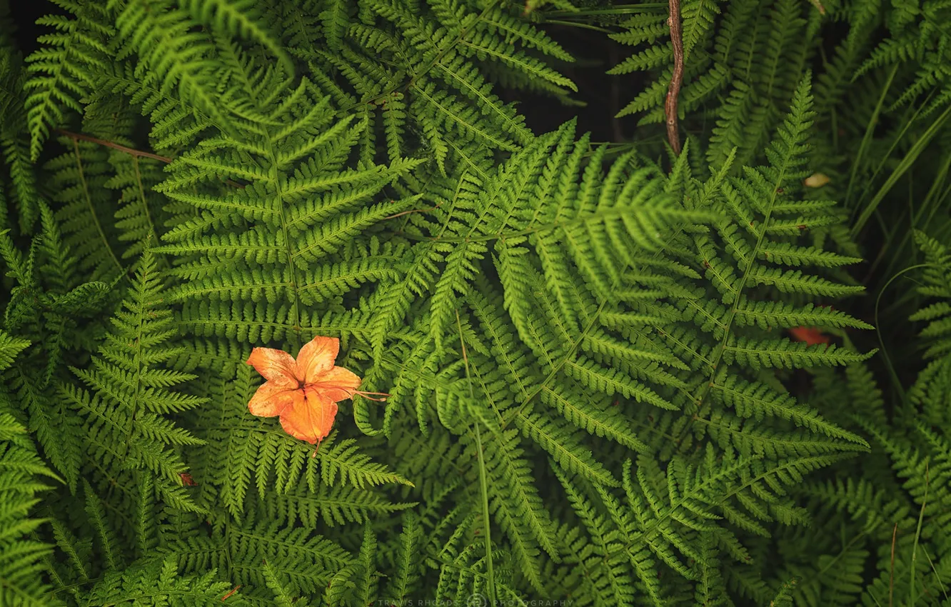 Photo wallpaper leaves, fern, flower