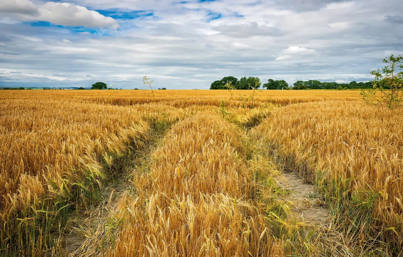 Photo wallpaper field, the sky, clouds, rye, space, track, ears, cereals