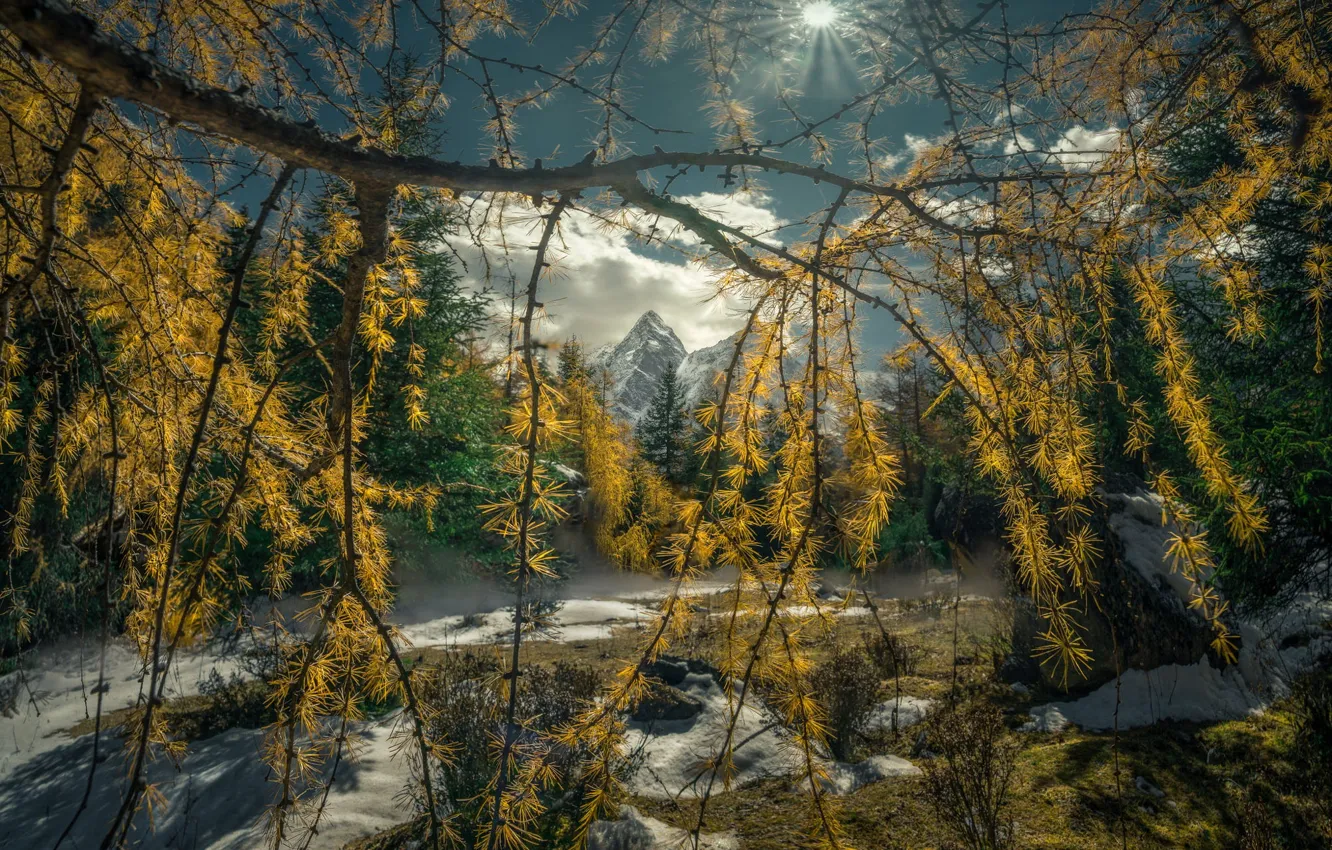 Photo wallpaper autumn, the sun, light, snow, trees, mountains, branches, nature