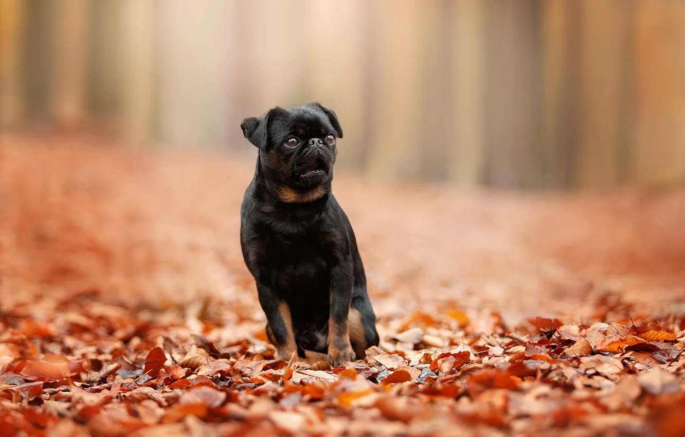 Photo wallpaper autumn, leaves, foliage, bokeh, doggie, dog, Petit Brabancon