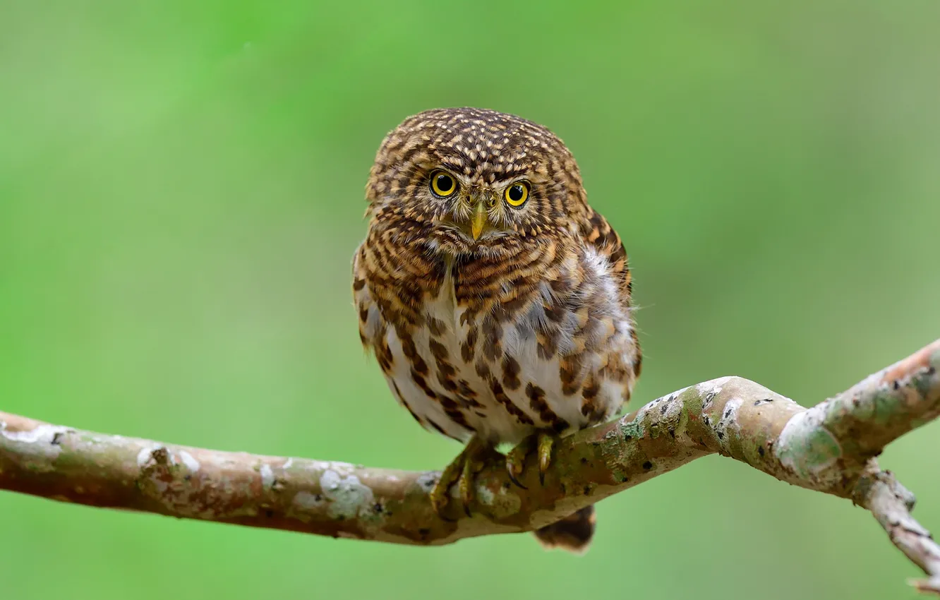 Photo wallpaper look, branches, green, background, owl, bird, red, sitting