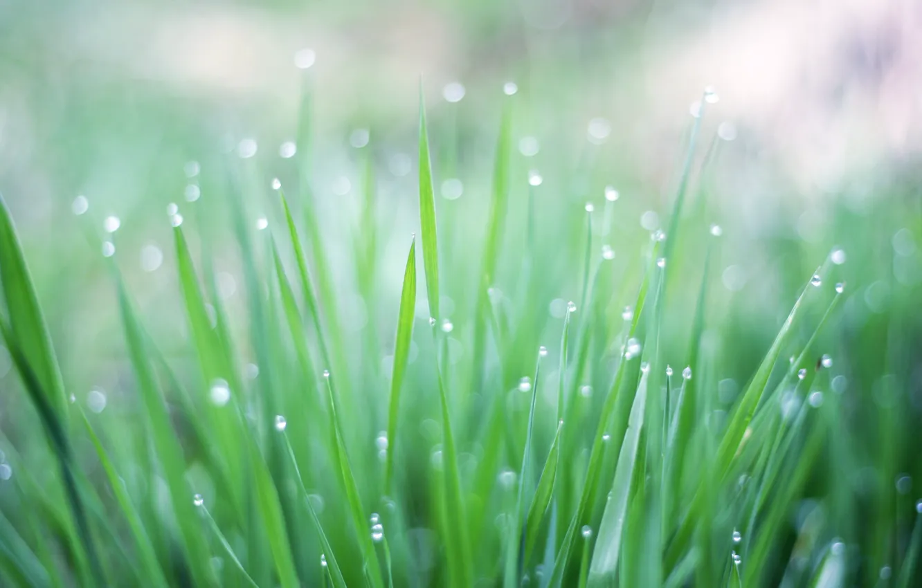 Photo wallpaper water, drops, Rosa, green grass