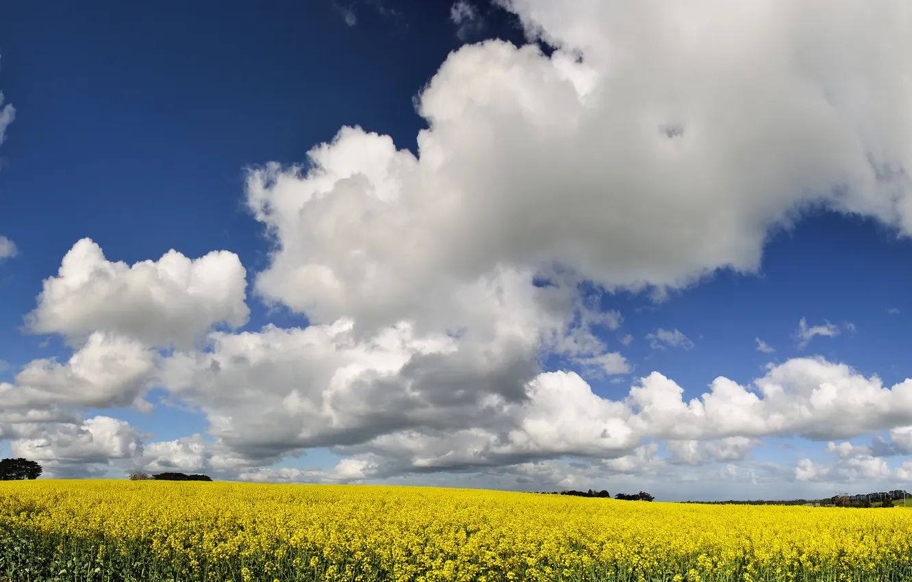 Photo wallpaper field, the sky, flowers, yellow