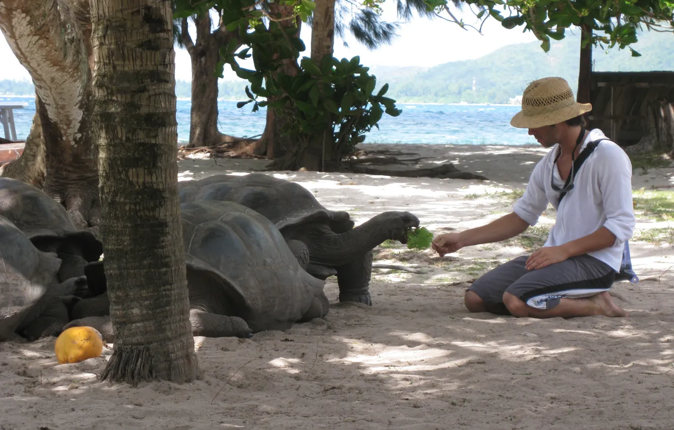 Photo wallpaper people, turtles, Seychelles Pictures