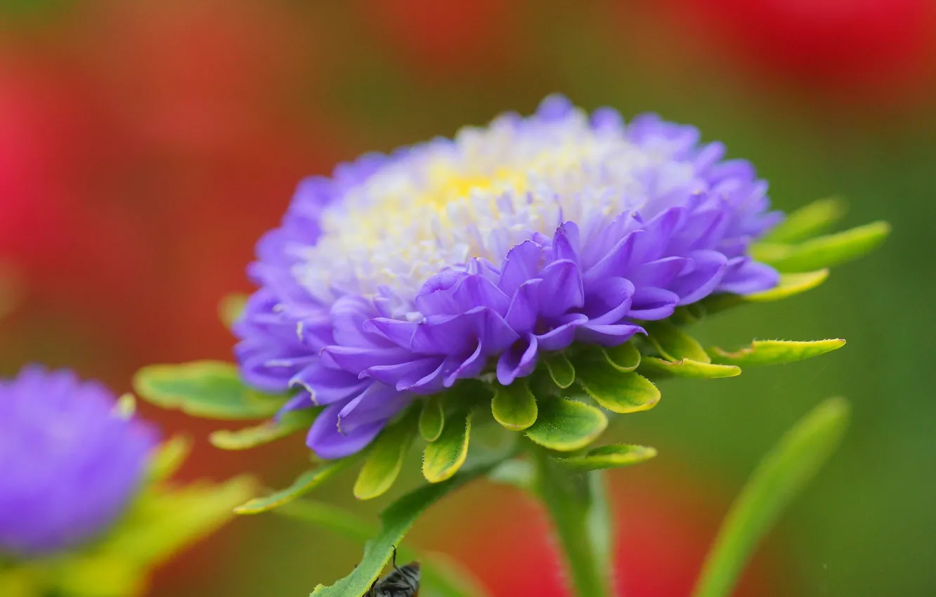 Photo wallpaper flower, purple, Astra