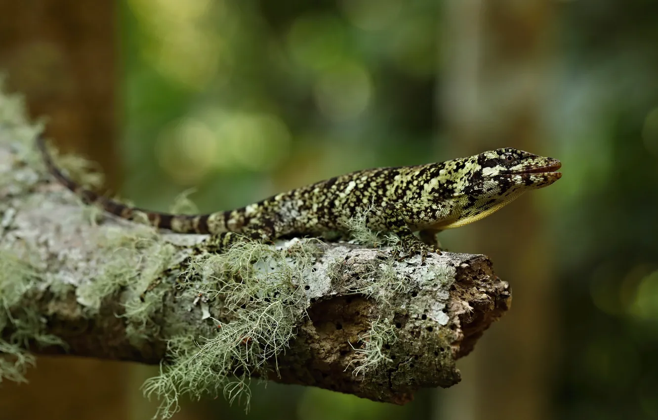Photo wallpaper look, nature, green, background, moss, lizard, bitches, bokeh