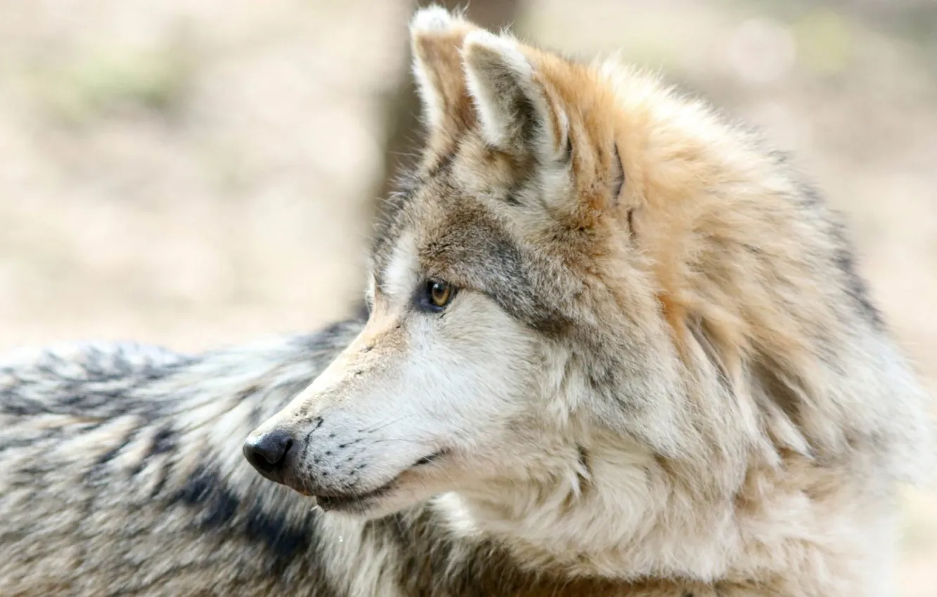 Photo wallpaper nature, face, animal, wolf, wildlife, head, fur, mammal