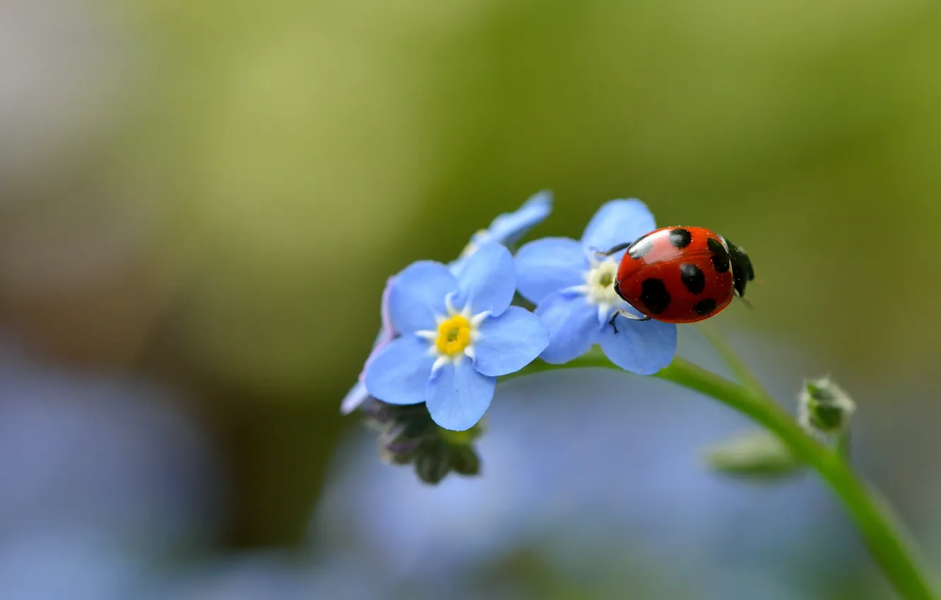 Photo wallpaper macro, ladybug, insect, forget-me-nots