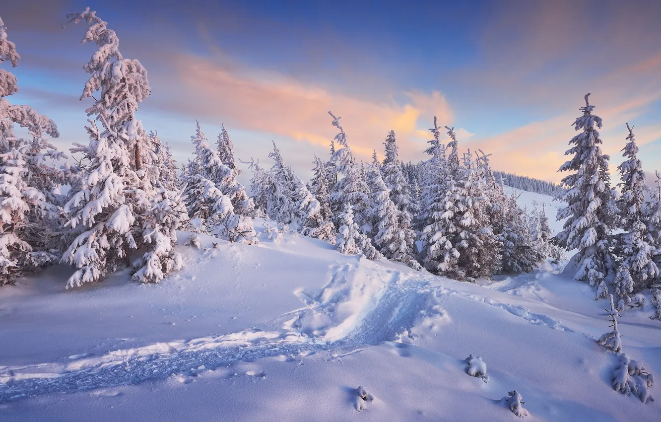 Photo wallpaper winter, forest, the sky, clouds, snow, landscape, mountains, traces