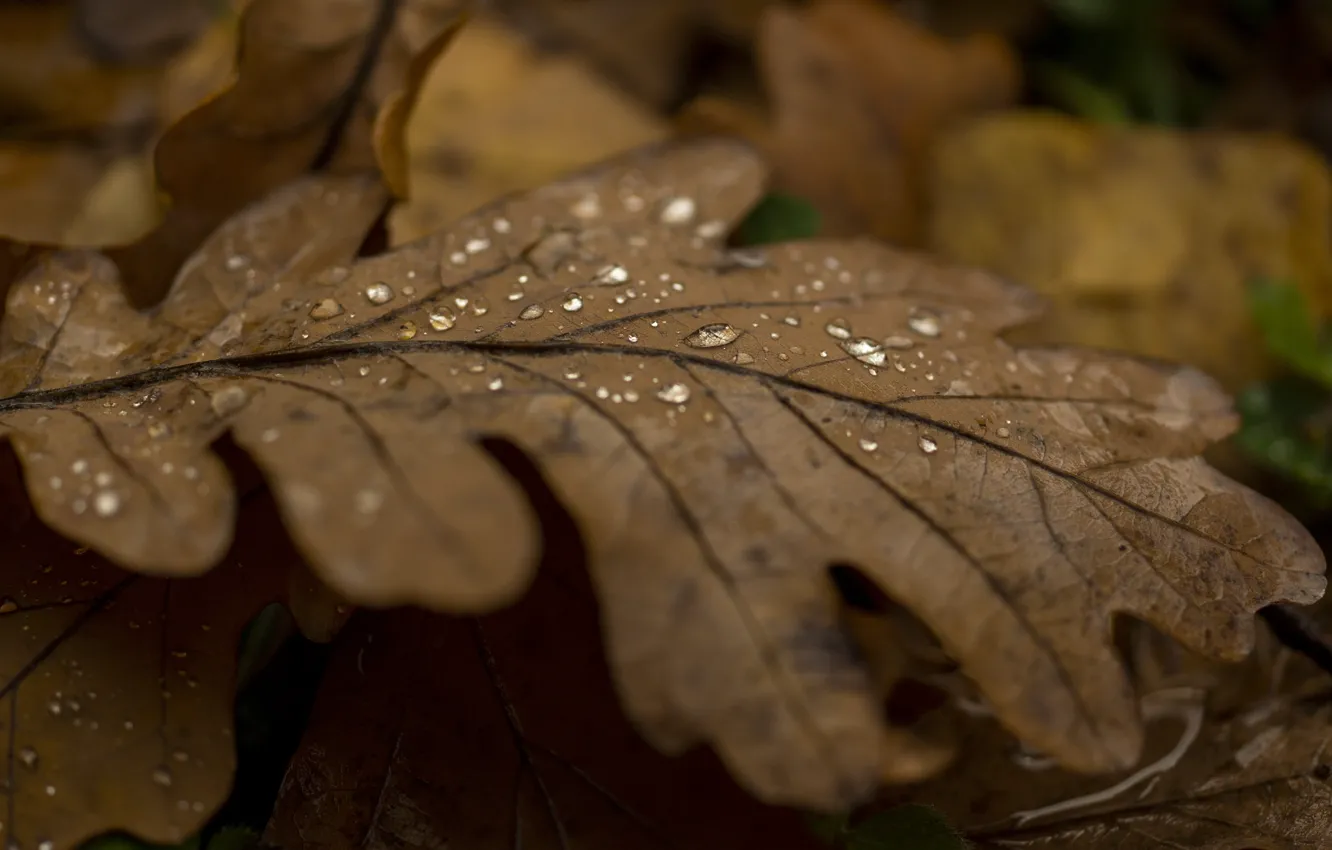 Photo wallpaper autumn, leaves, drops, oak
