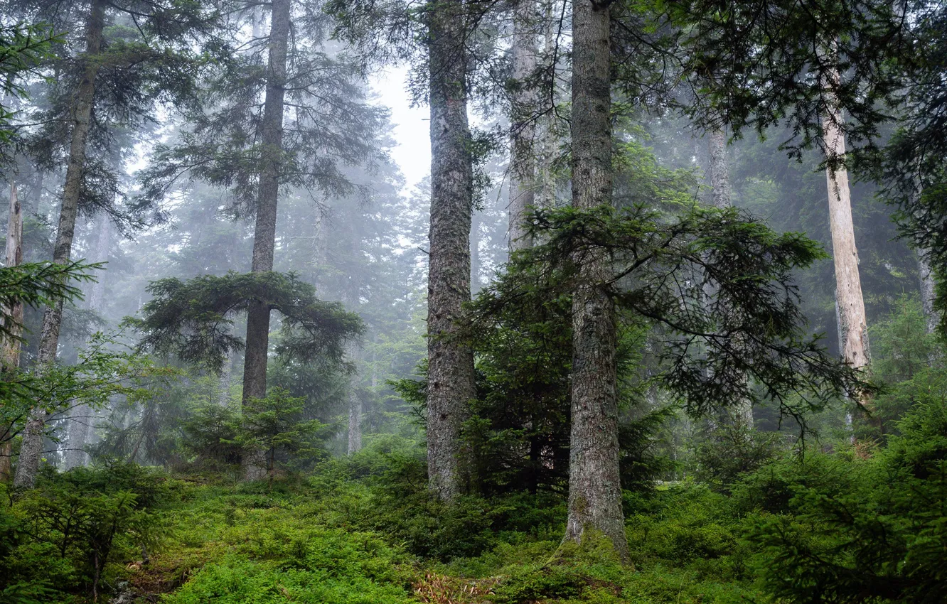 Photo wallpaper forest, trees, nature