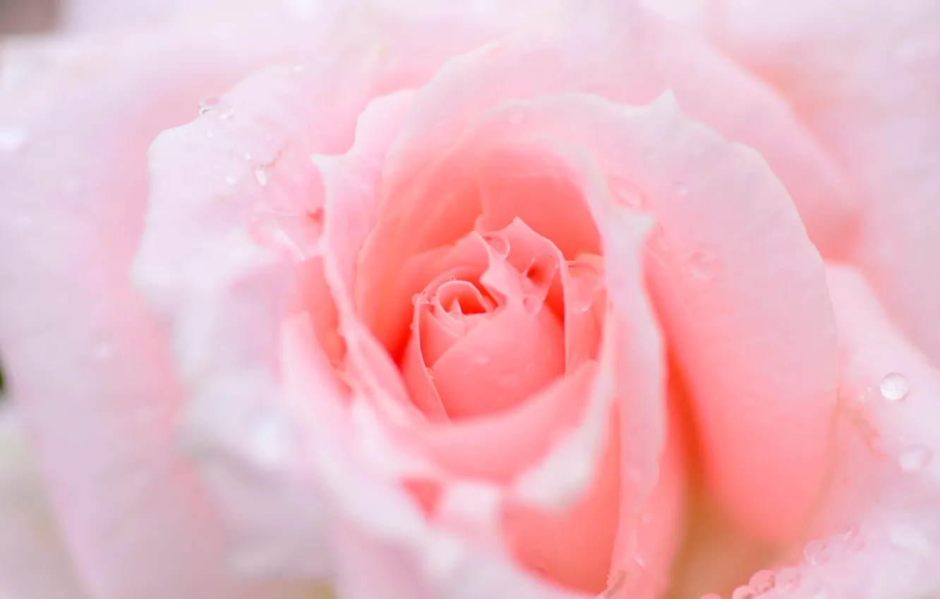 Photo wallpaper macro, pink, rose, Bud, beauty