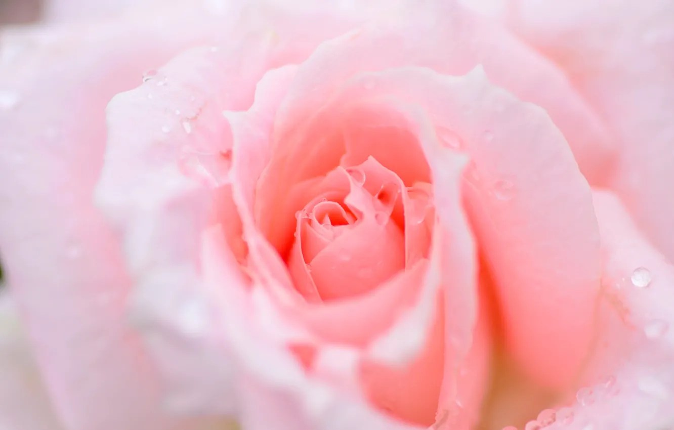 Photo wallpaper macro, roses, beauty, pink, buds