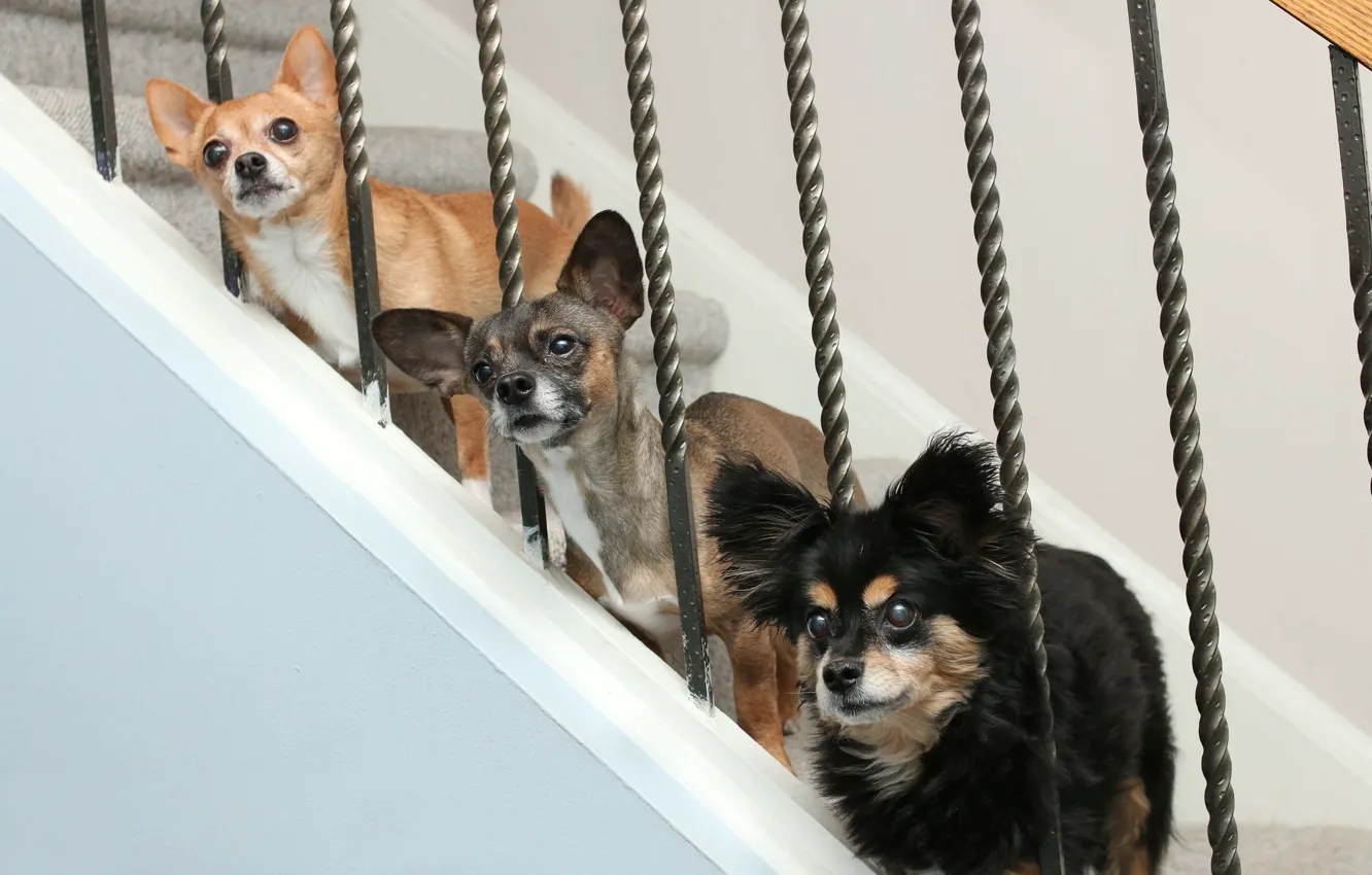 Photo wallpaper dog, ladder, trio, Trinity