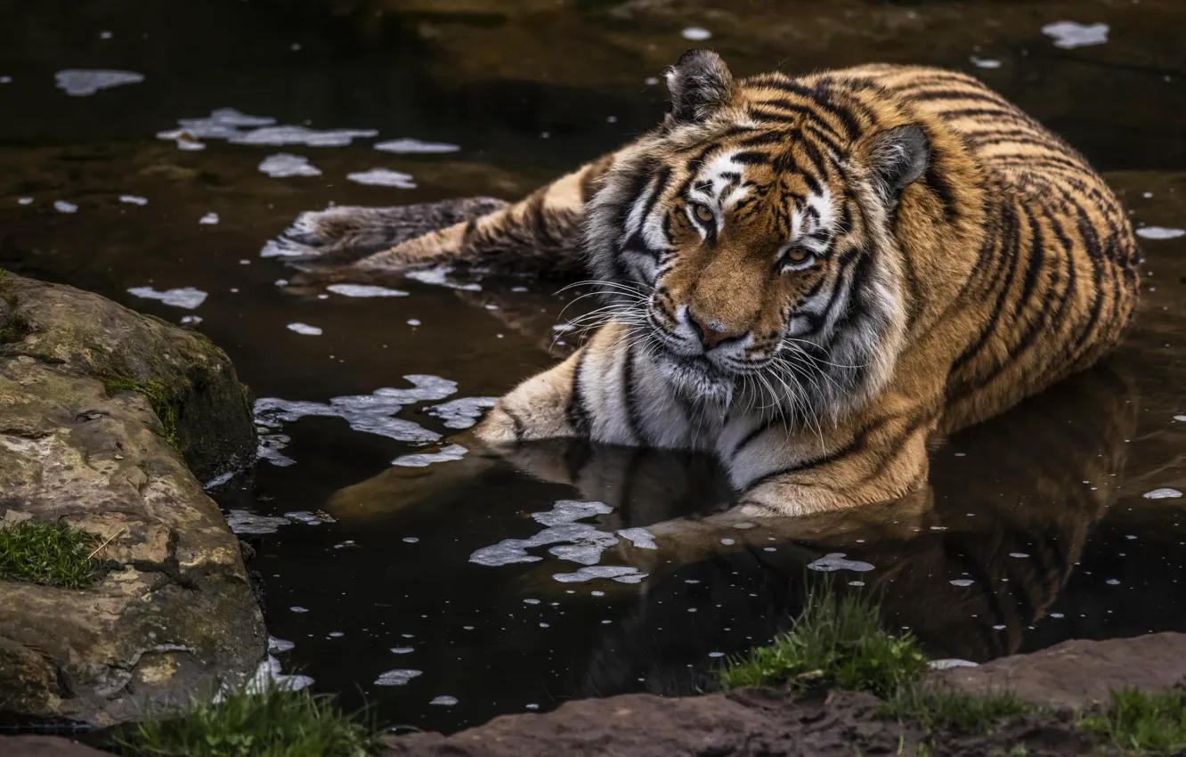 Photo wallpaper water, tiger, stay, predator