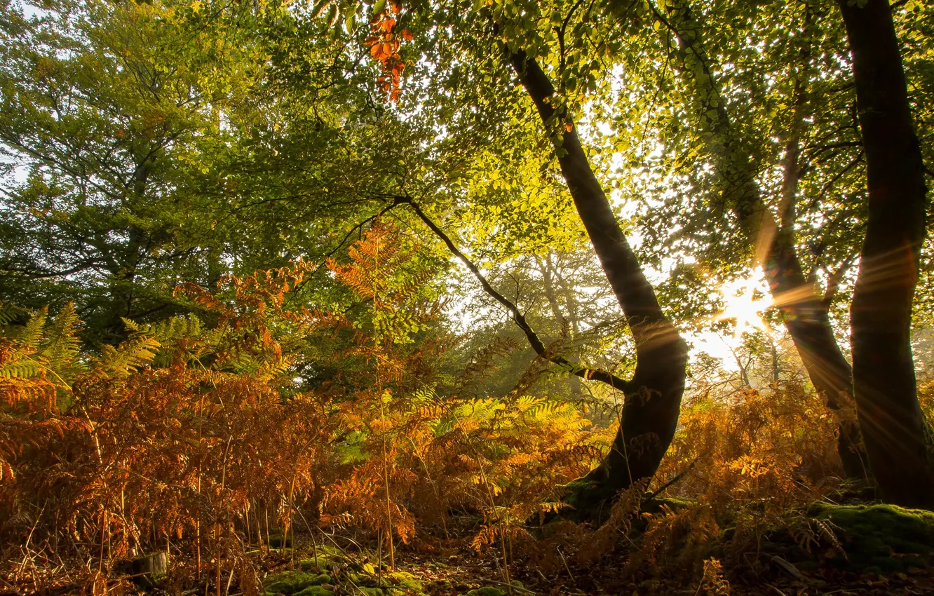 Photo wallpaper autumn, grass, the sun, trees
