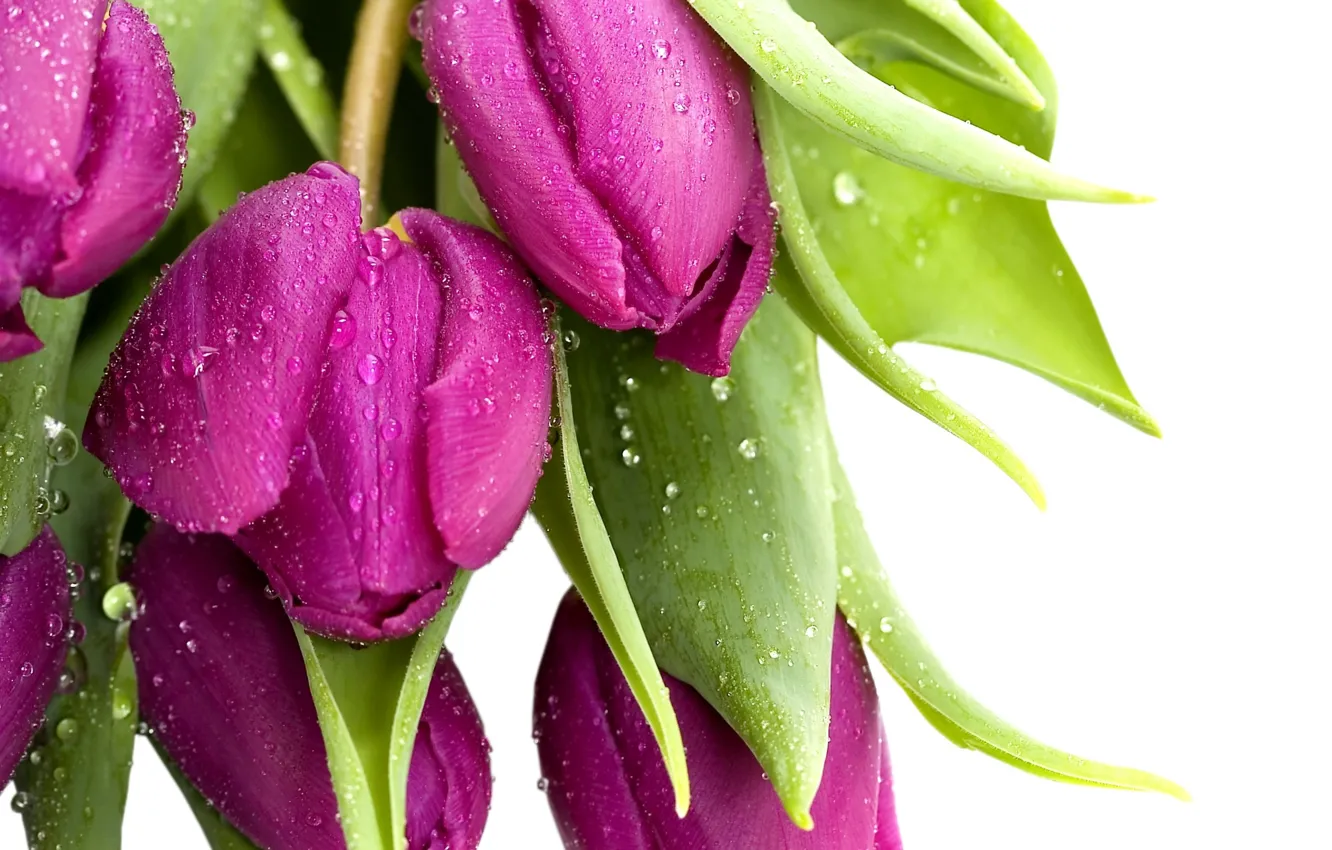 Photo wallpaper purple, leaves, drops, flowers, Rosa, bright, beauty, petals