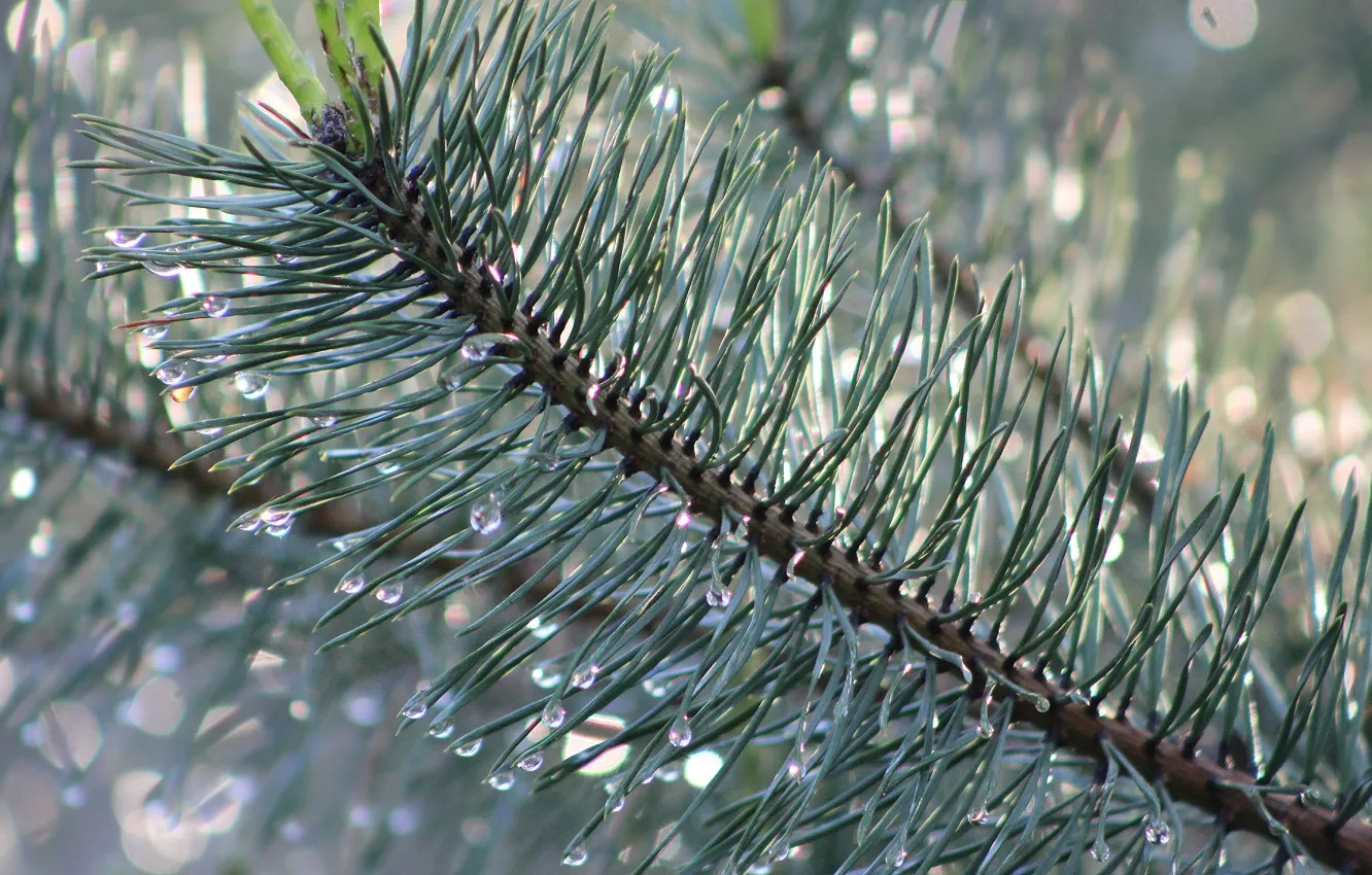 Photo wallpaper green, tree, pine, twig