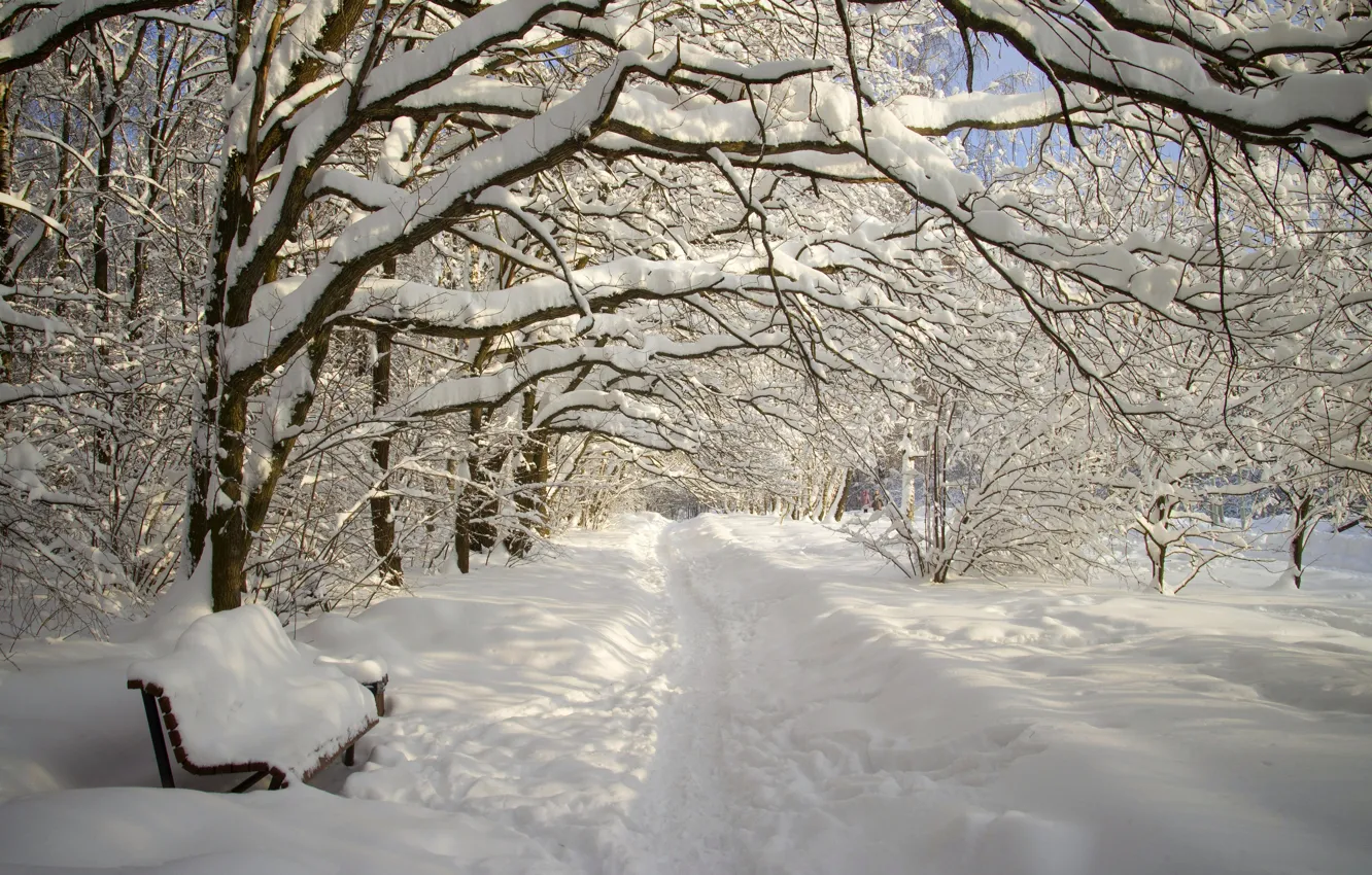 Photo wallpaper winter, forest, snow, Park, alley, snowfall