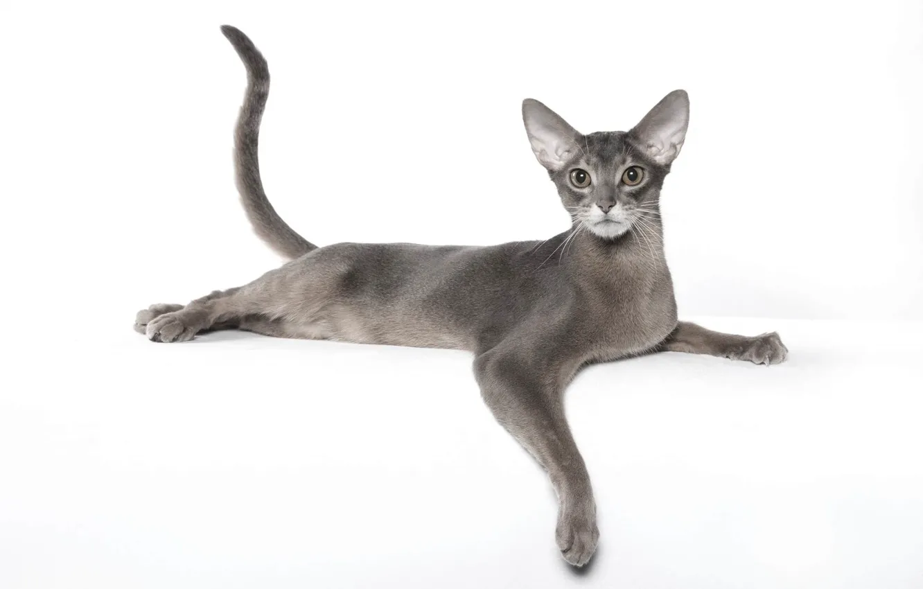 Photo wallpaper grace, breed, Abyssinian cat