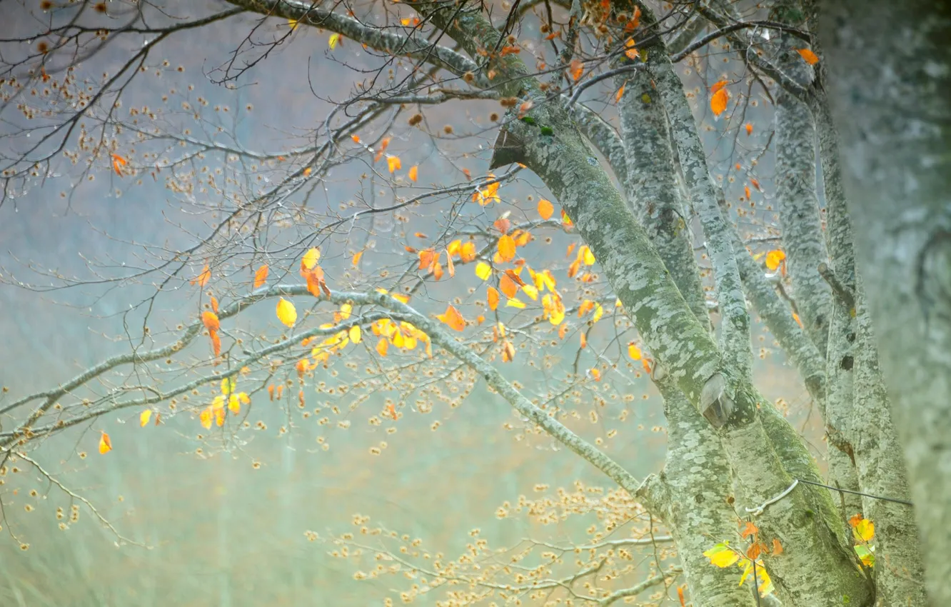 Photo wallpaper autumn, leaves, trees, fog, haze