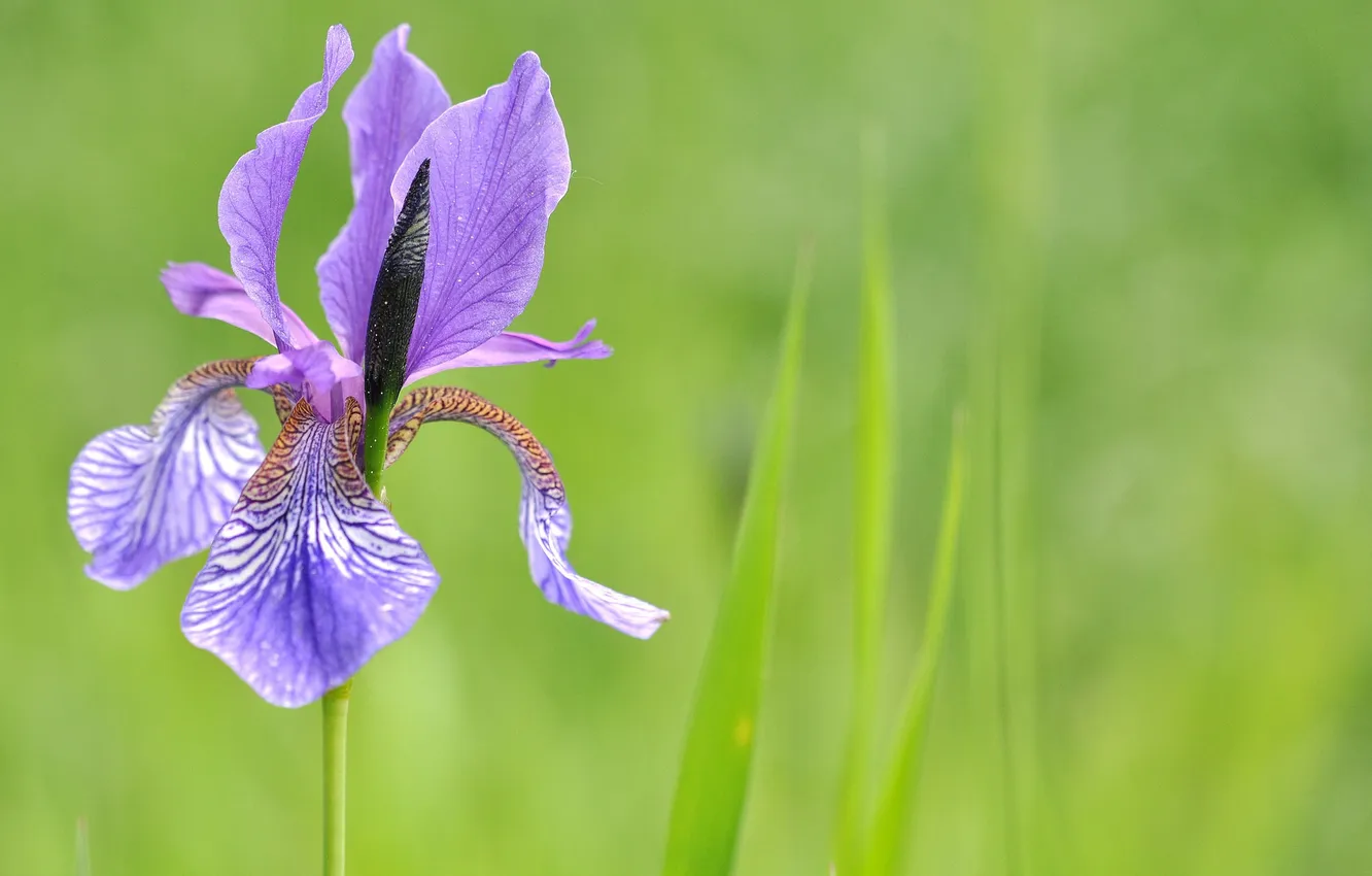 Photo wallpaper field, macro, petals, meadow, iris