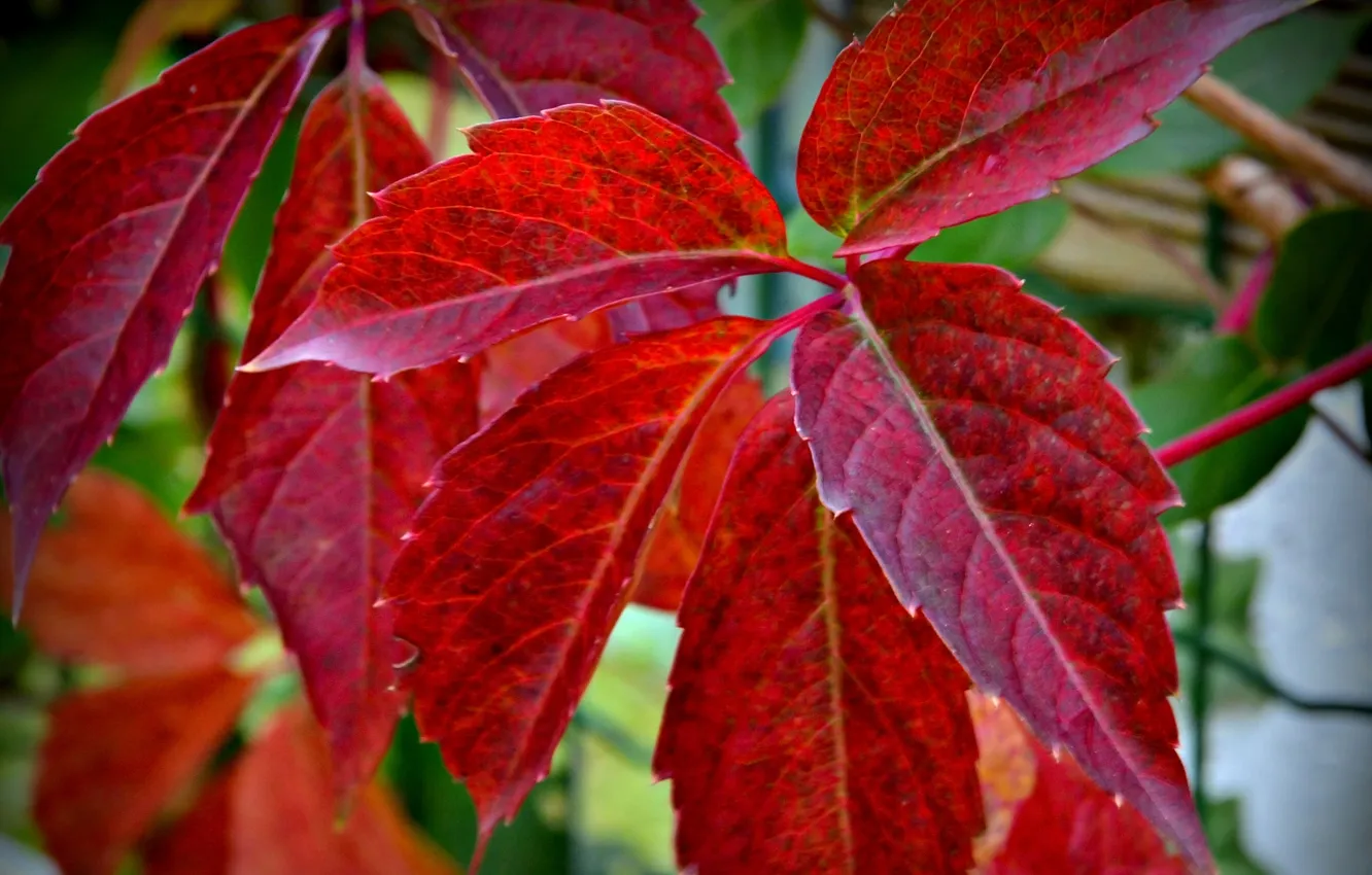 Photo wallpaper autumn, leaves, plant, color