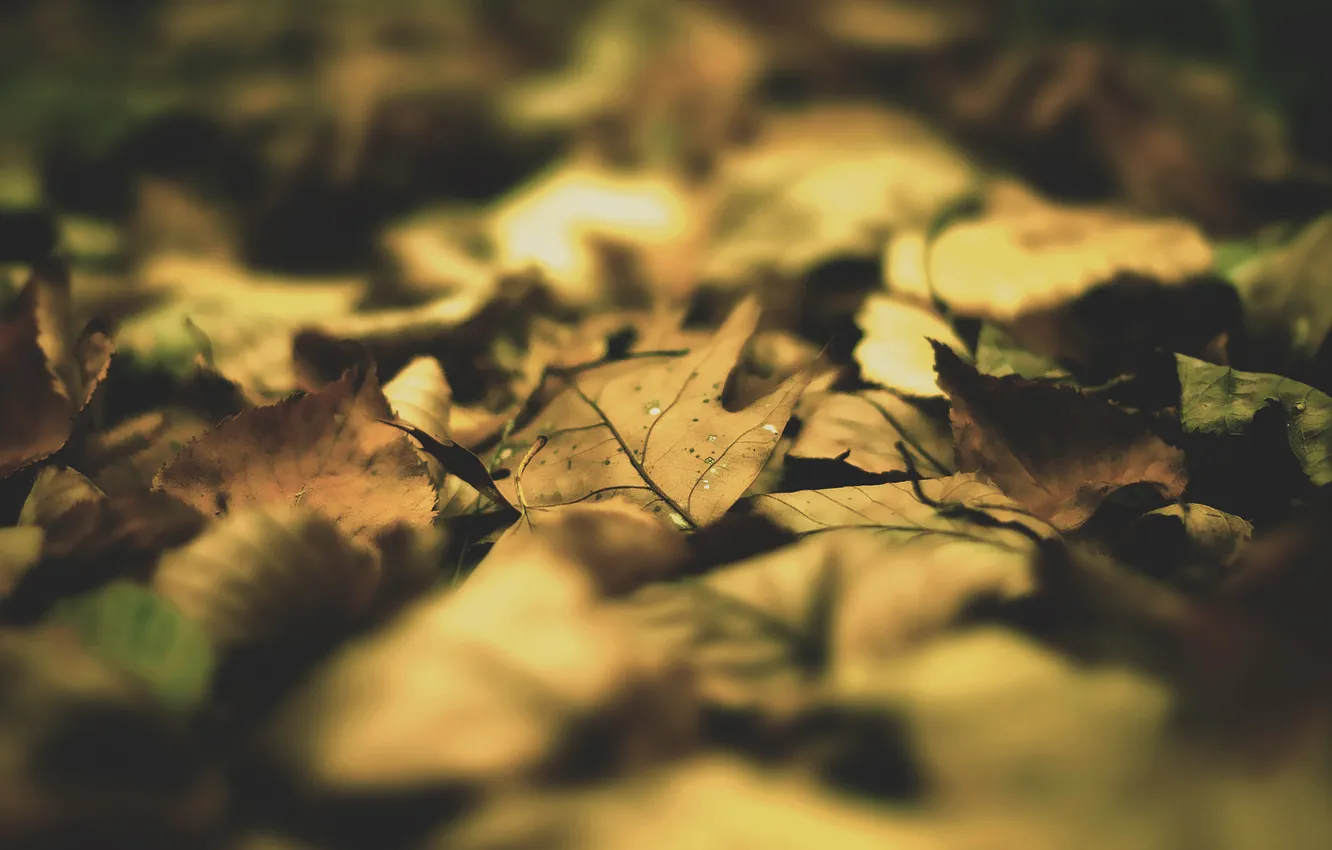 Photo wallpaper leaves, macro, photo, Wallpaper, leaf
